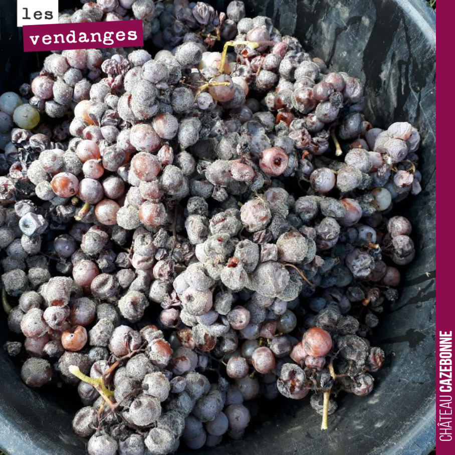 David a vendange hier ses sémillons à Mounissens pour élaborer un liquoreux dont il a le secret. Une faible récolte mais d’excellente qualité. Il a dû beaucoup trier. Il y a aura cette année peut ê...
