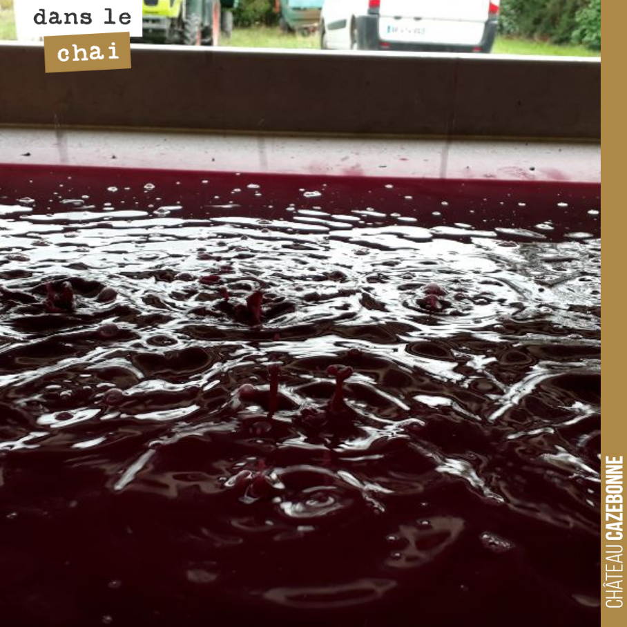 On presse maintenant notre première cuve de cabernet sauvignon. Les fermentations sont finies. Les malos également. Cela a été supersonique cette année sur le cabernet sauvignon et tout cela sur le...