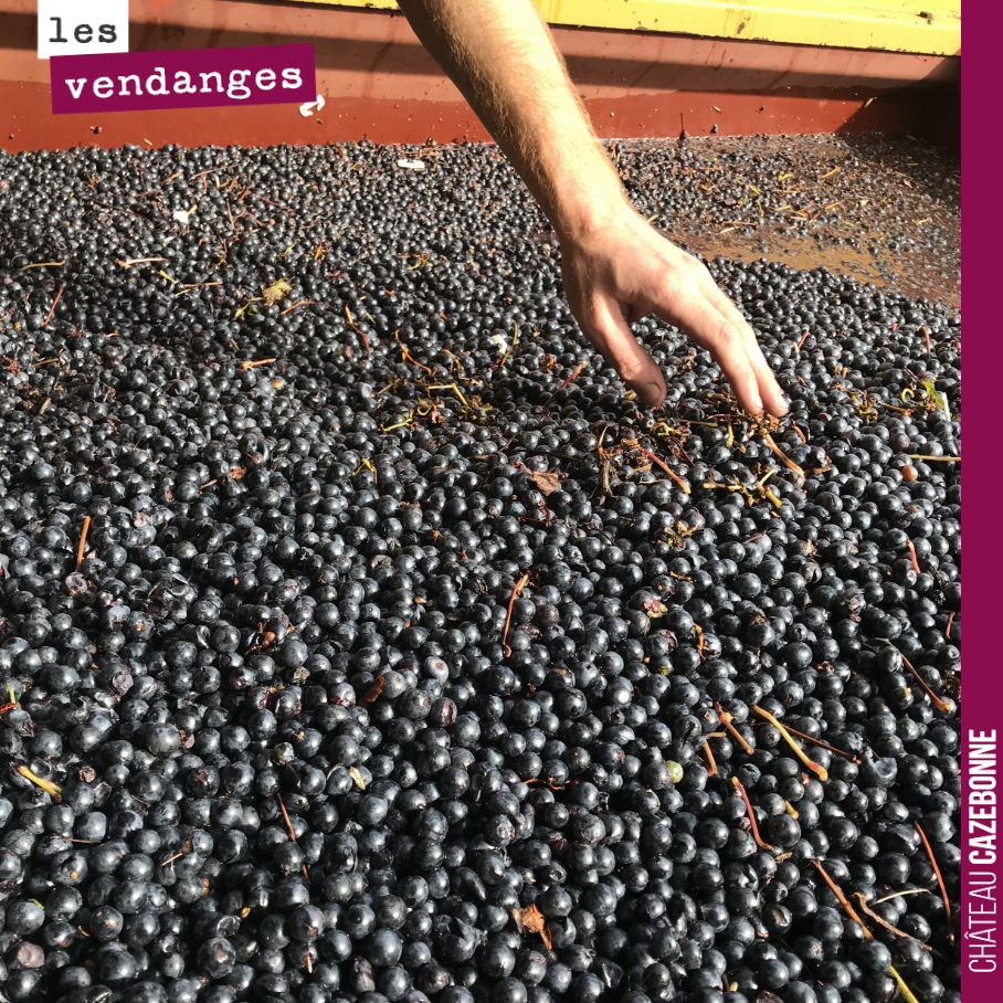 Retour sur les vendanges avec cette main pleine d’espoir sur le potentiel de cette récolte. Ici, une benne de cabernet sauvignon vendangée à la machine avant tri.