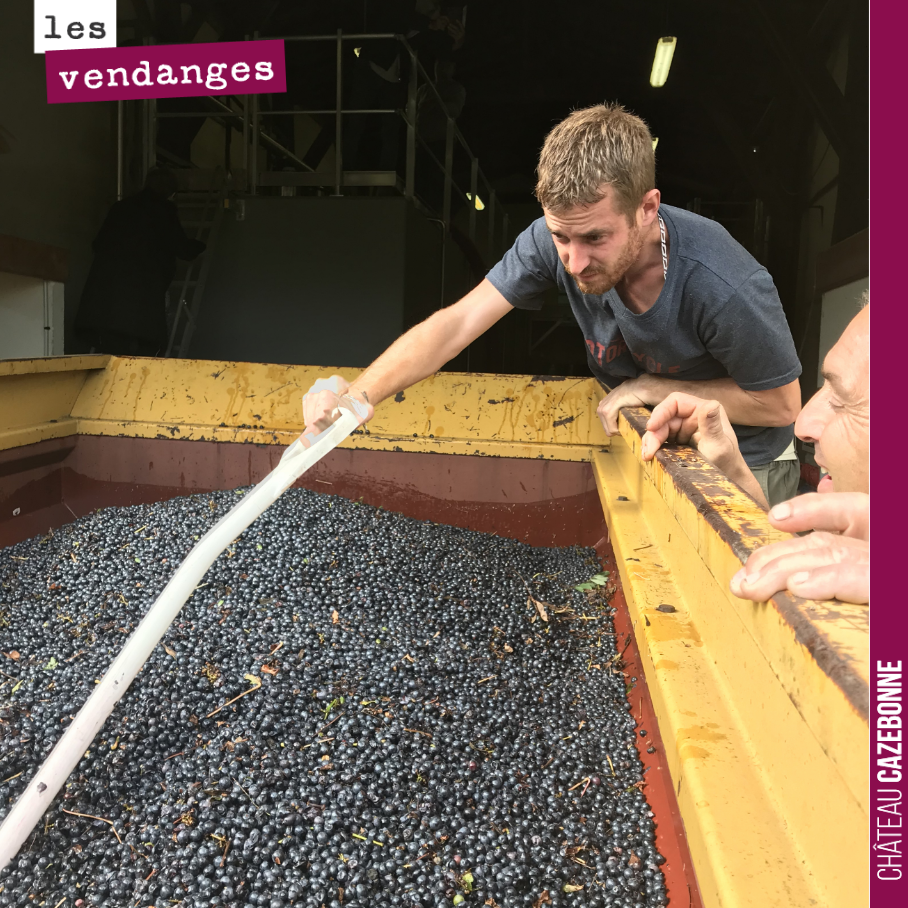 Fin de vendanges. Focus sur les hommes (et femmes) qui ont permis ce millésime. Ici Benjamin, en train de vider une benne de vendange sous l’œil attentif de Bruno.