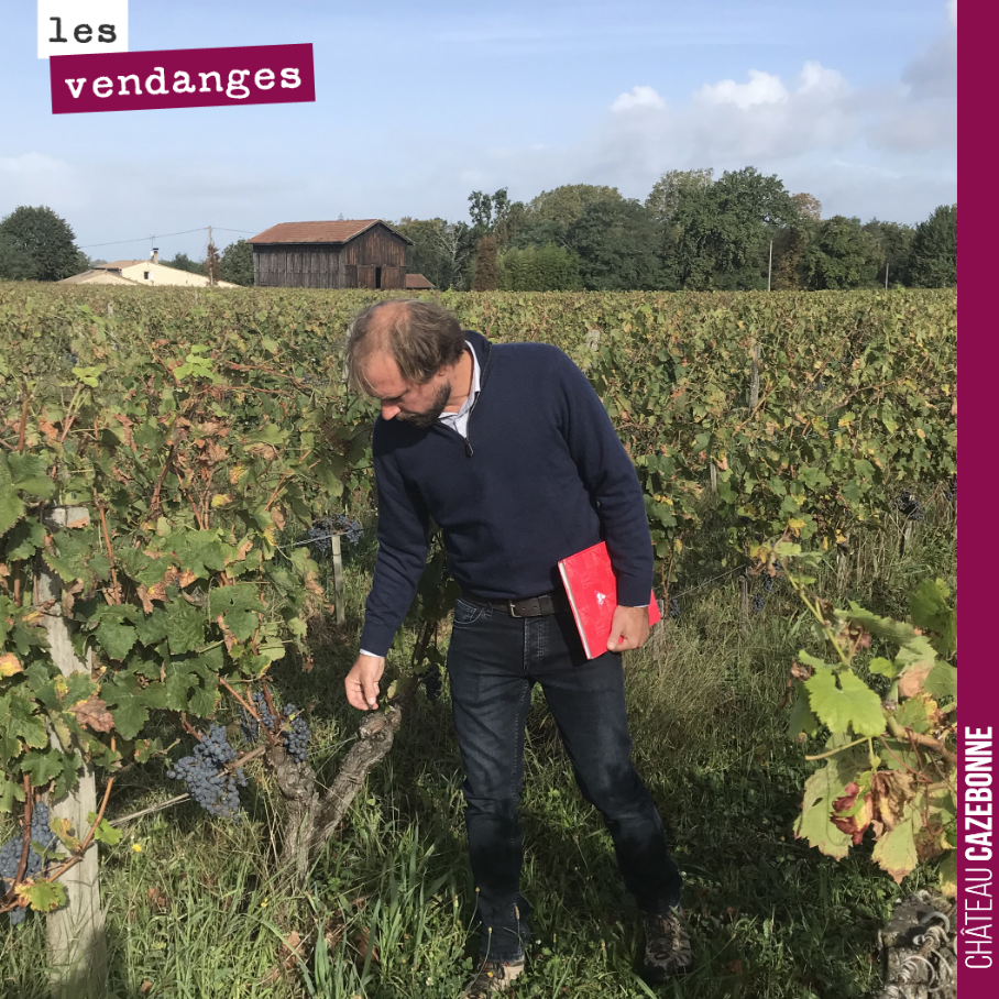 Nicolas, notre œnologue goûte les raisins pour déterminer la date des vendanges, parcelle par parcelle.