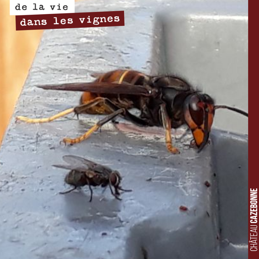 Ces deux copines se régalent du jus de semillon bien sucré issu de la dernière presse de l’année.
Faudra repasser l’année prochaine pour regoûter pareil nectar !