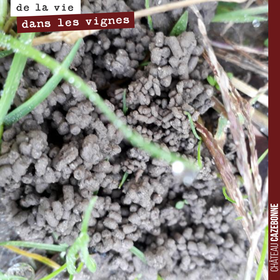 Ces turricules, qui foisonnent dans les rangs, sont le signe de sols bien vivants. Les vers de terre font leur travail en redescendant la matière organique en profondeur et laissent ces traces en s...