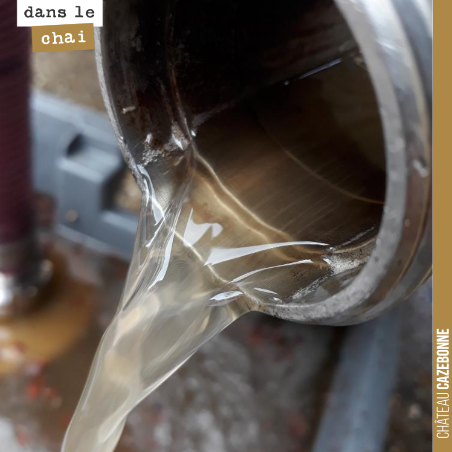 Joli jus qui coule de la presse de semillon pour le dernier liquoreux de l’année à Mounissens.