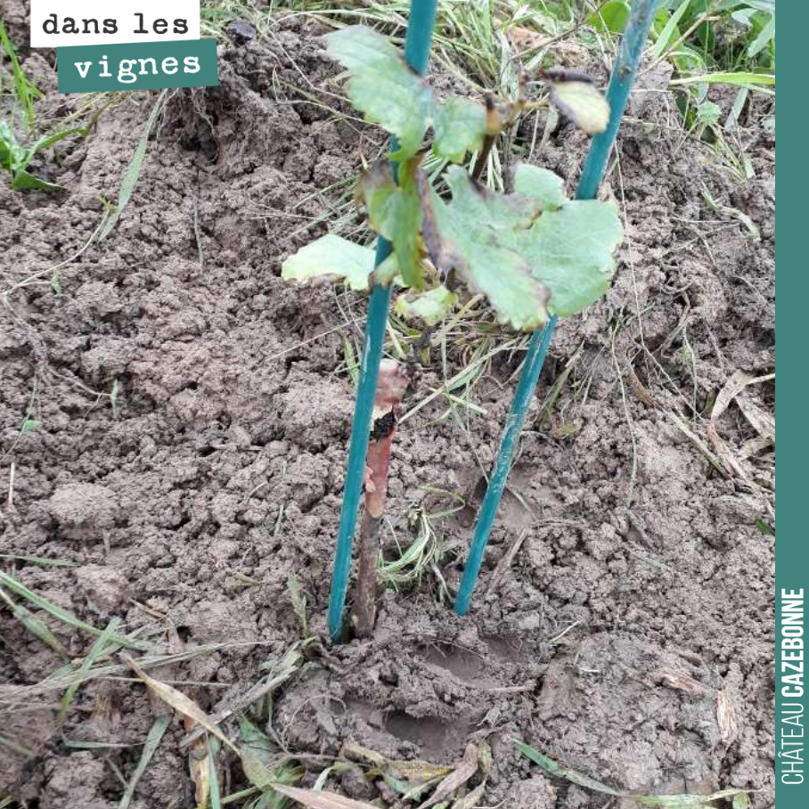 Les sols ont bien absorbés les 140mm de pluie depuis deux semaines. Ce pot de cabernet franc va sagement passer l’hiver et repartir de plus belle au printemps. Cela nous permettra de récolter du ra...