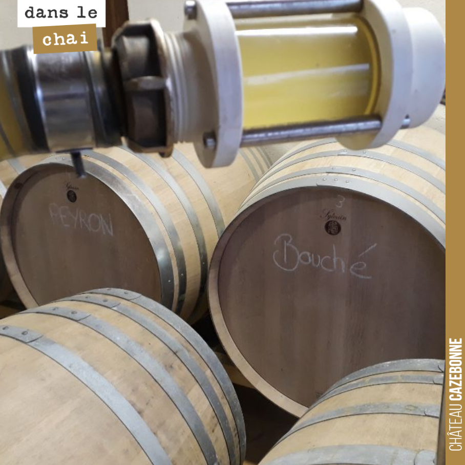 Les fermentations en barriques sont terminées sur les blancs. On fait donc les soutirages pour séparer le vin des lies qui se sont déposées au fond de la barrique. Une fois les barriques nettoyées ...