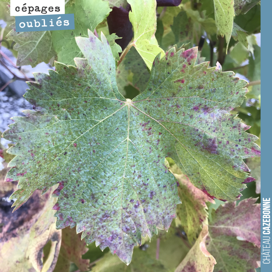 Une feuille de Fer Servadou, photographiée à Marcillac.
Le Fer, appelé ici la Hère, était relativement répandu dans les vignobles de Bordeaux. C'est l'un des cépages que l'on a replanté à Cazebonne.