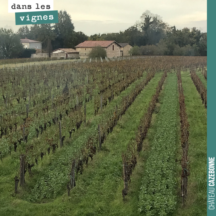 La vue de nos vignes depuis notre bureau. On voit bien les semis de couverts végétaux, un rang sur deux.