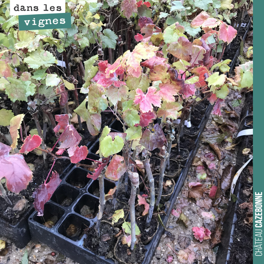 Les plants de vignes attendent sagement des conditions météo plus favorables, pour pouvoir être coplantés dans nos vignes. Il pleut de manière continue depuis 3 semaines. Il y a trop d'eau dans les...