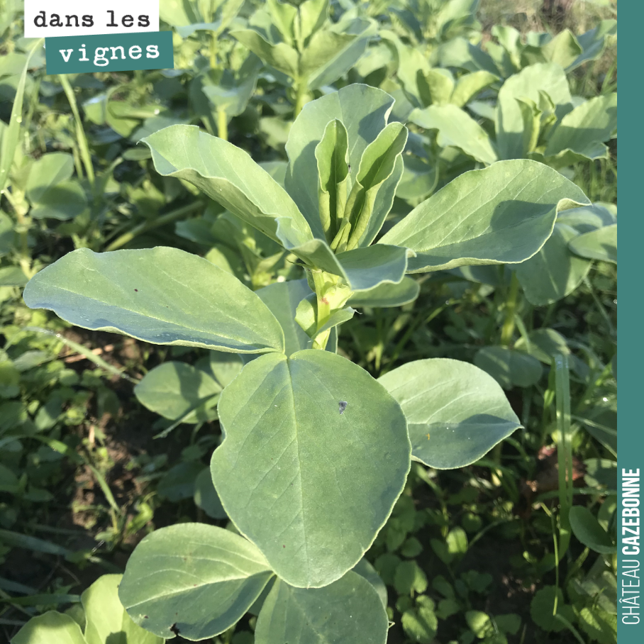 Jolie féverole qui fait son travail. Elle décompacte les sols et fixe l'azote de l'air dans le sol. Cela fera un engrais naturel, parfaitement assimilable par la vigne au printemps.