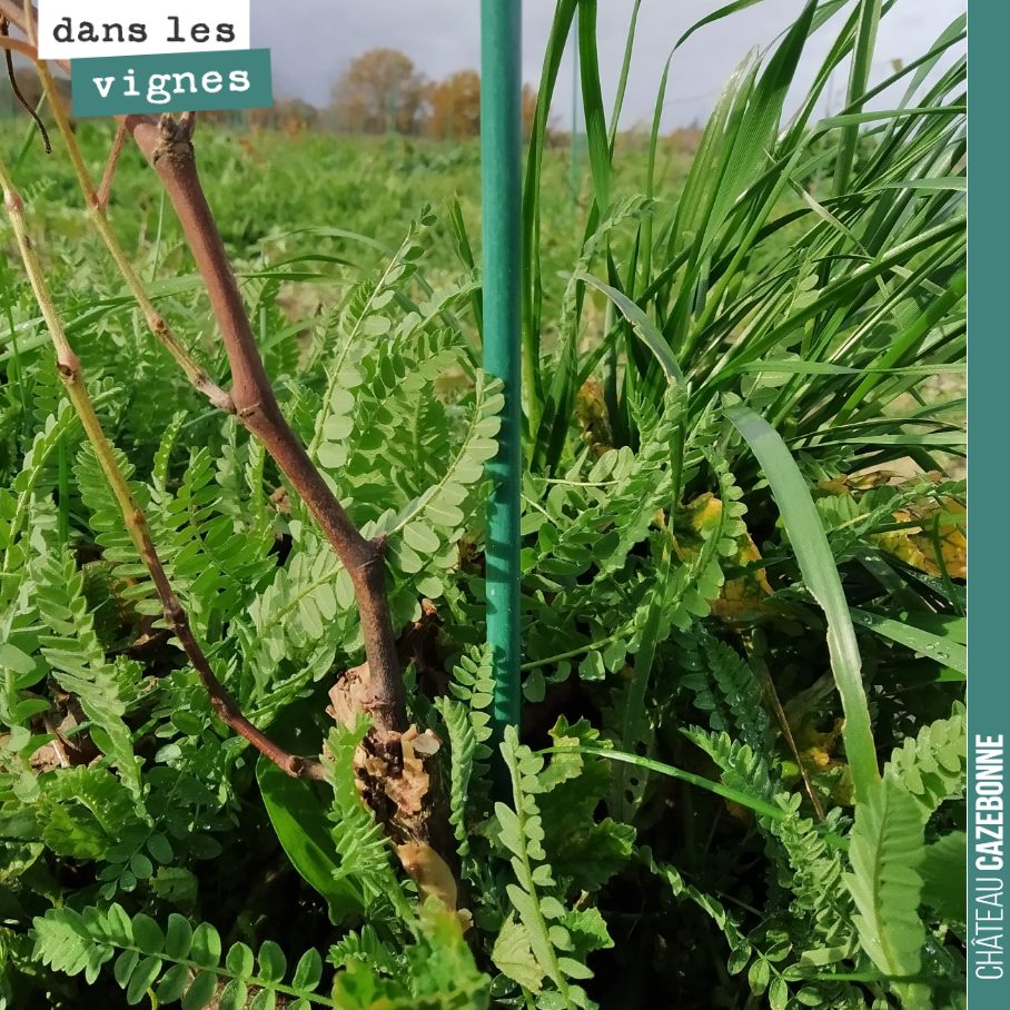 Nos plantations de 2019 sont en réussite avec très peu de mortalité. Mais on va avoir du travail pour se débarrasser de l’herbe. On va commencer par chausser dès que l’on pourra rentrer dans les vi...
