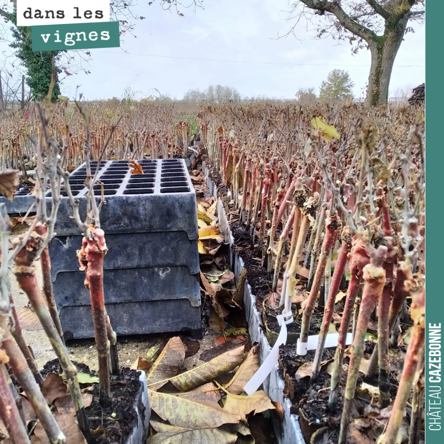 Nos plants de cépages oubliés attendent patiemment que l’on puisse de nouveau rentrer dans les sols, pour pouvoir remplacer les manquants.