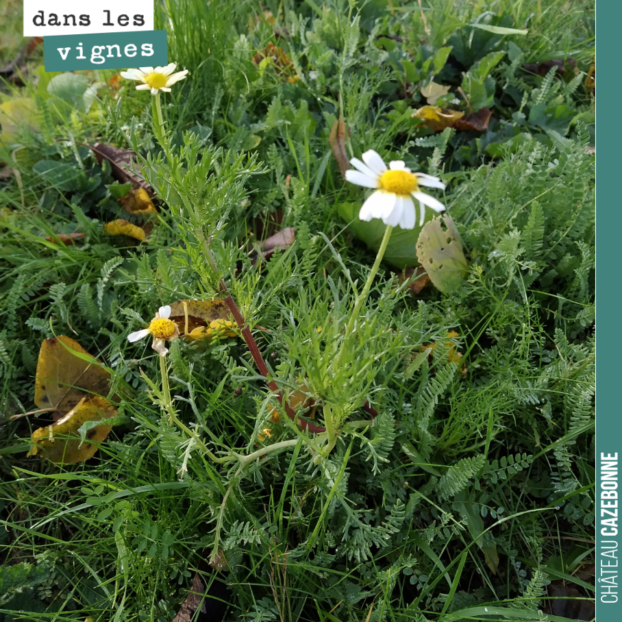 L’automne, sa flore et sa diversité.