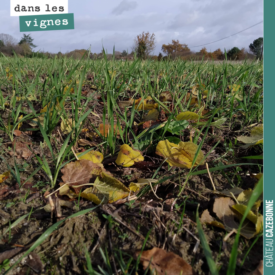 Nos semis de blés anciens ont été un succès. On a semé à temps, avant les pluies. Ces parcelles sont destinées à la plantation de cépages oubliés en 2021. D’ici là, place à la régénération des sols.