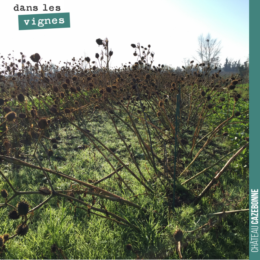 Triste spectacle que ce champ de datura au milieu de notre plantation de cépages oubliés (du bouchalès sur cet ilôt).
On n'a pas eu le temps d'intervenir sur cette parcelle, cet été, et les datura...
