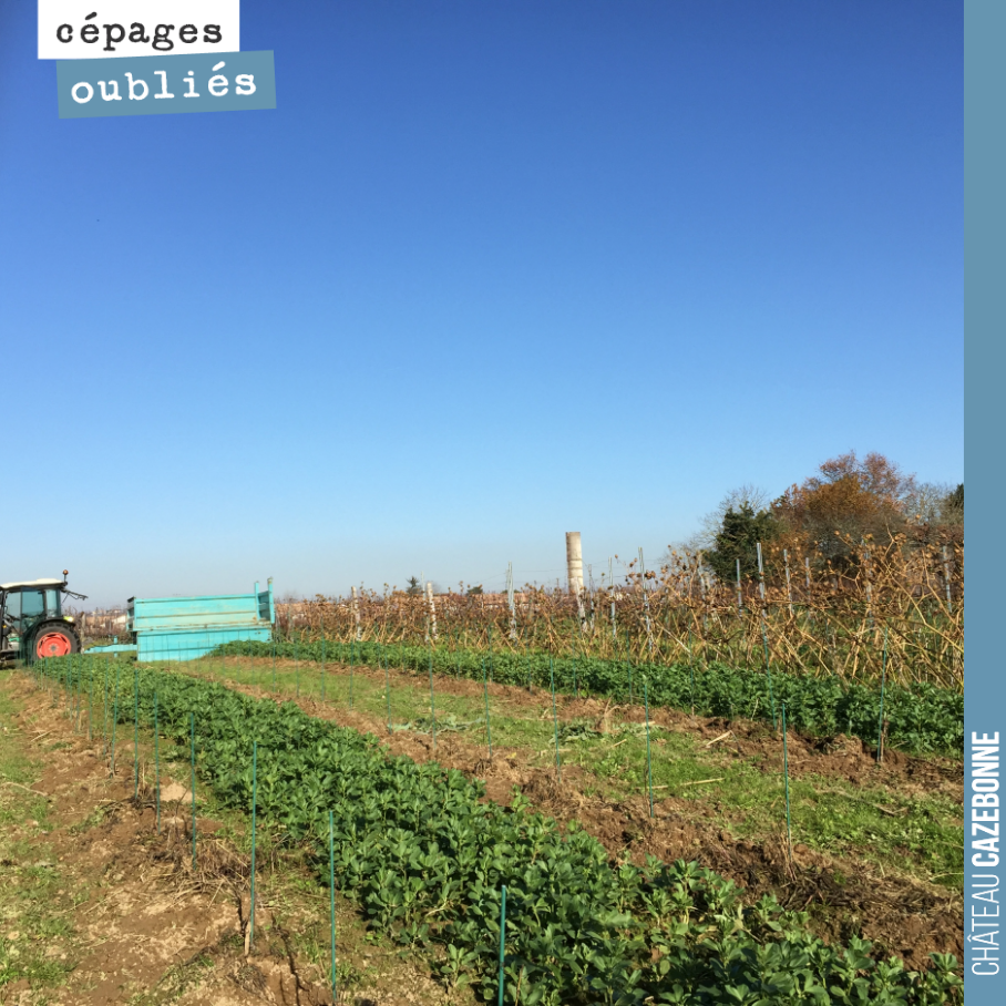 Après nettoyage des daturas, la parcelle de Bouchalès a une bien meilleure tête. Un rang sur deux, les semis de fèveroles sont magnifiques. Les jeunes plantes vont repartir de plus belle au printem...