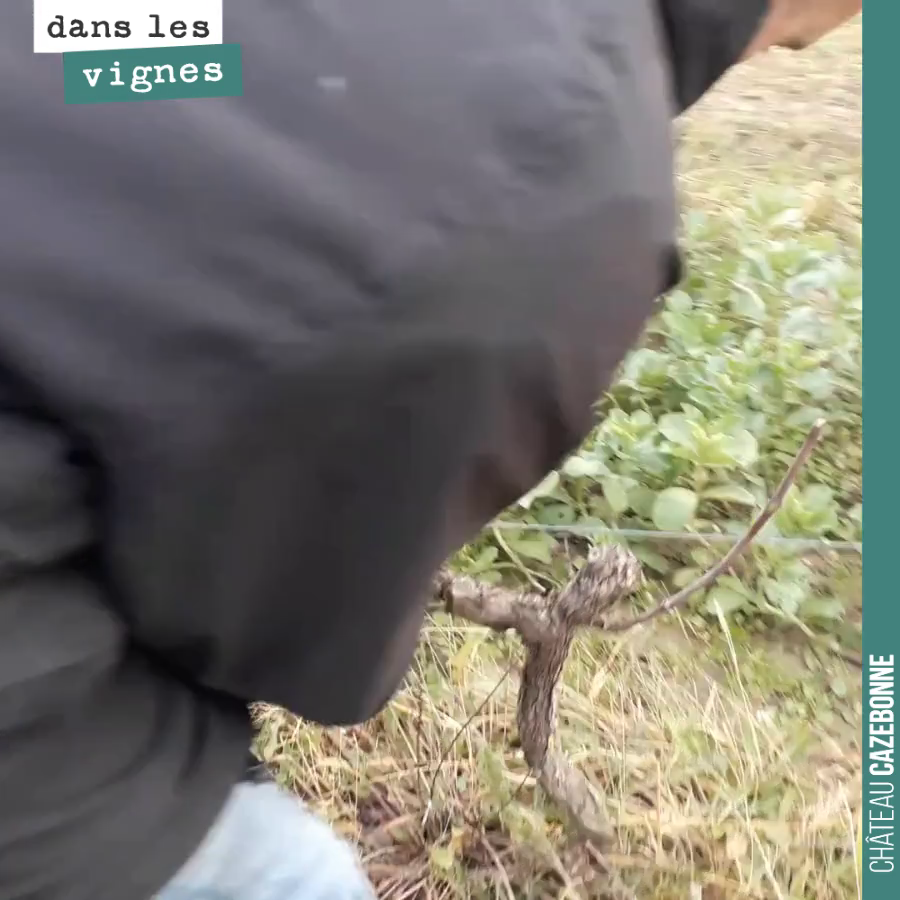 Olivier nous montre comment tailler cette plante de merlot.