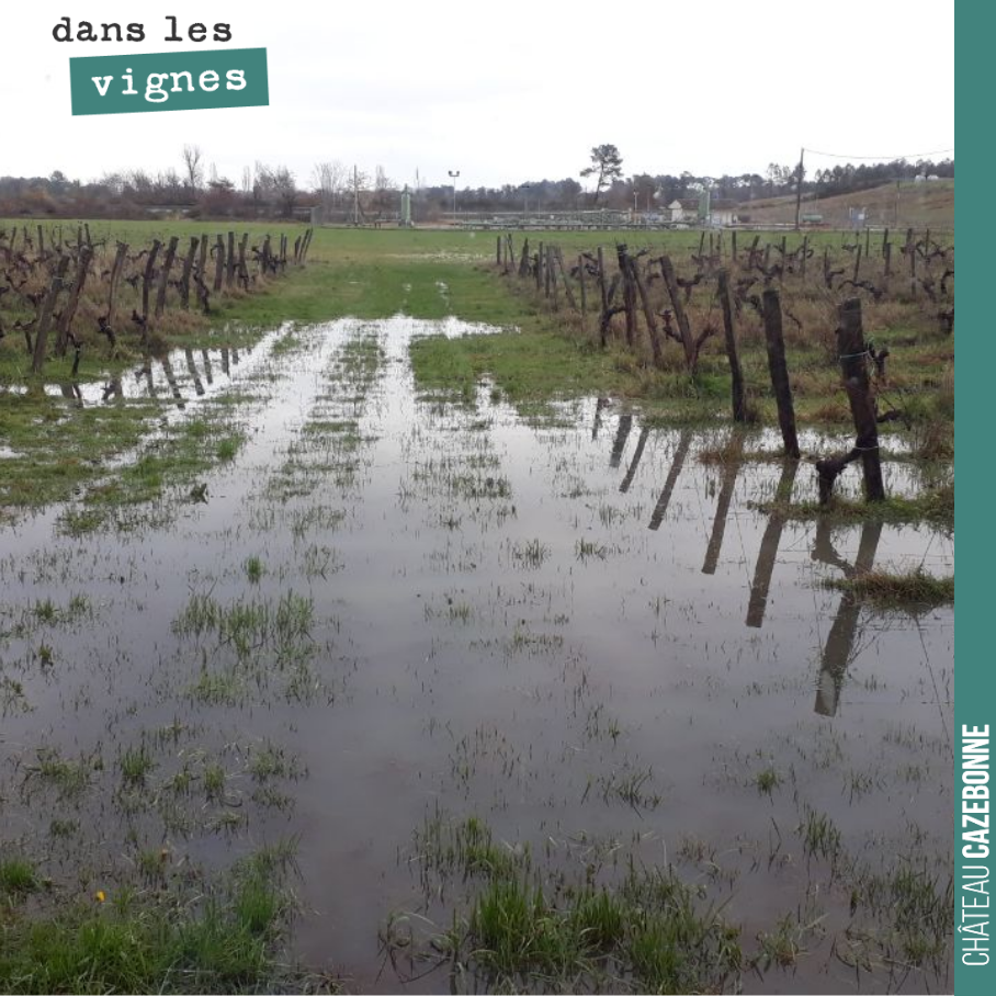 Et oui, notre parcelle des cousines est sous l’eau. Au moins, on ne sera pas embêté par le phylloxera.
Cette pluviométrie nous rappelle l’hiver 2017. Espérons que cela ne sera pas une année à mi...