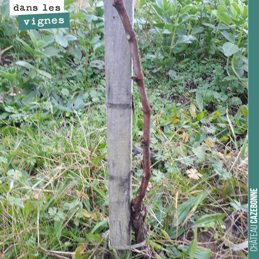 Taille d’une jeune plante, dans nos vignes.