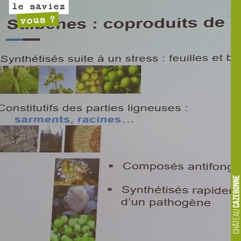 Lors des recnontres de l'ISVV,, présentation passionnante d'un chercheur de l'ISVV cellule INNO'VIN qui teste depuis 2 ans en plein champ l'efficacité des antioxydants naturels produits par la vign...