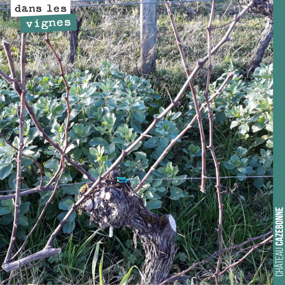On a commencé à tailler la vigne.
Ensuite viendra le temps de tirer les bois bien accrochés aux fils de fer.