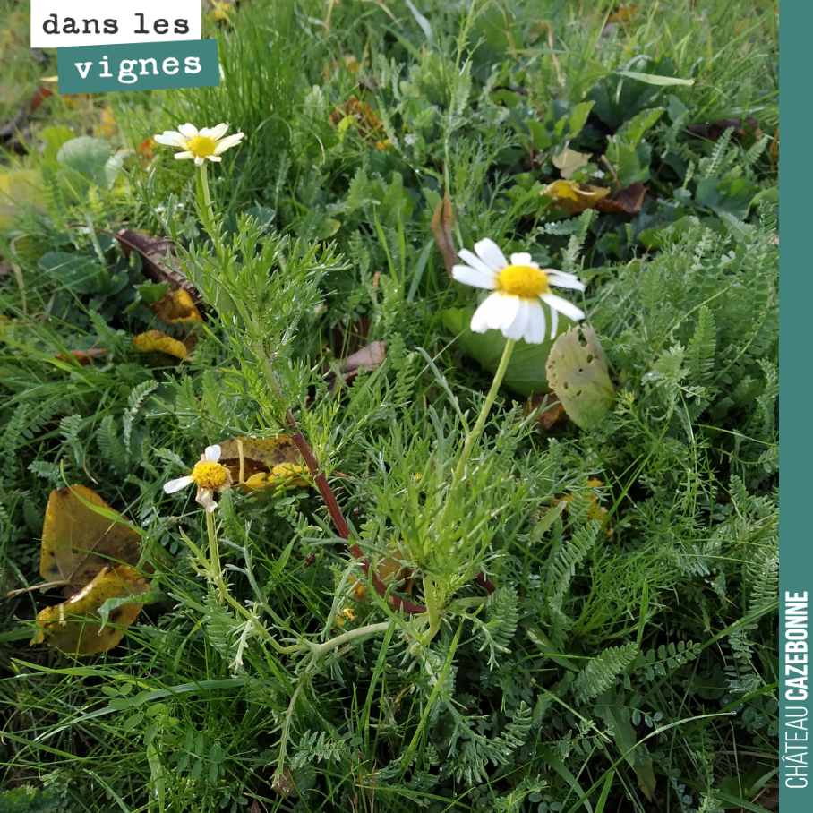 Dernières fleurs avant le printemps.