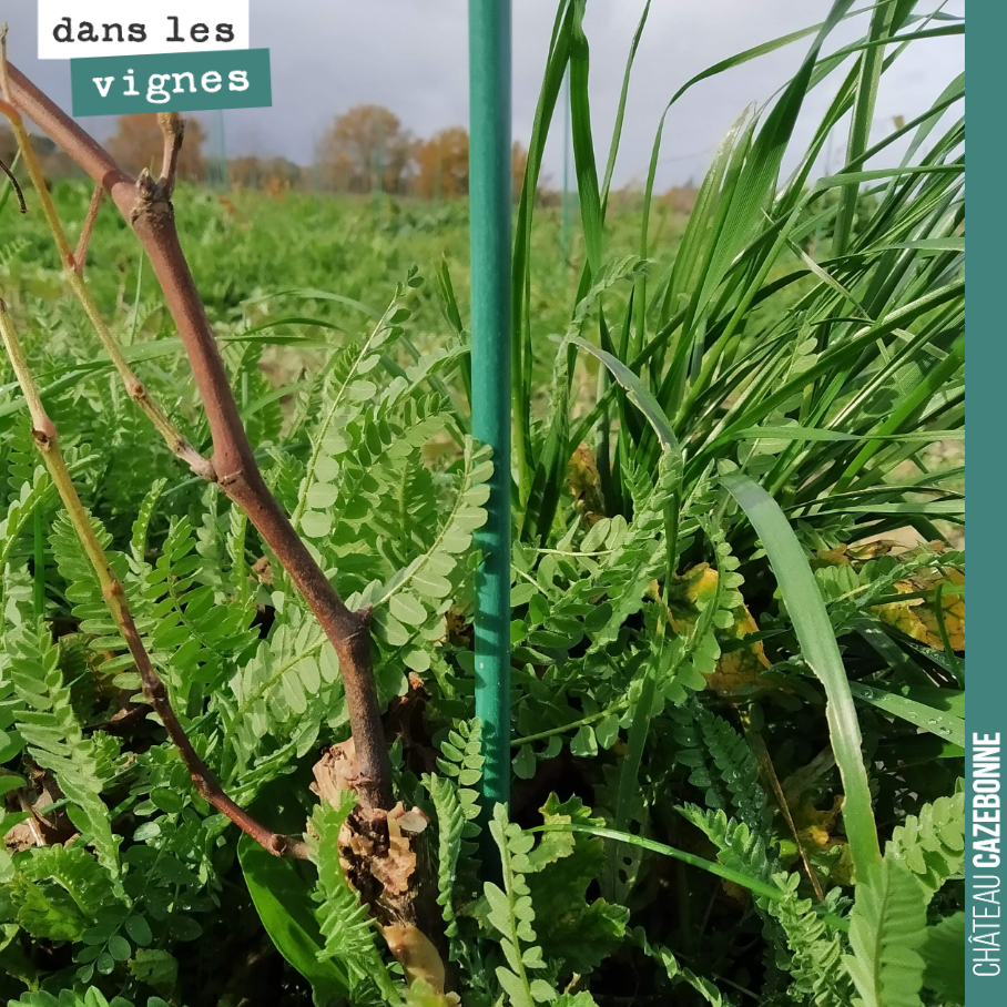 On va avoir un peu de travail sur les plantations de l’année dernière, mais la plantation a bien réussi. Peu de pertes cette année, malgré la canicule. Faut dire que l’on n’a eu de cesse que d’arro...