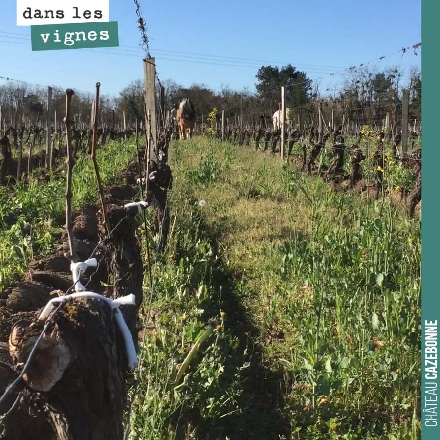 Retour sur le décavaillonnage au cheval, dans les vignes au printemps dernier. Un travail d’orfèvre.