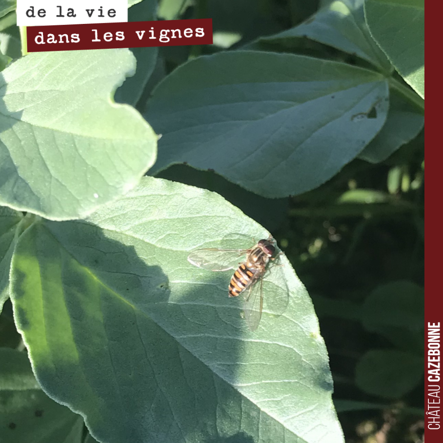 Une petite syrphe sur une feuille de fèveroles. On raconte que la syrphe se déguise en guêpe pour dissuader les prédateurs, mais il n’en est rien, c’est une simple mouche.