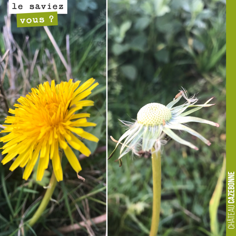 Vie et mort d’une fleur de pissenlit, au cœur de l’hiver.