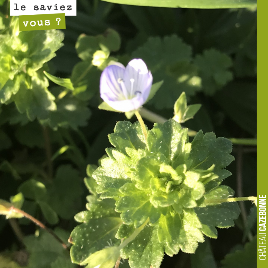 Petites fleurs violettes dans les vignes. Quelqu’un connaît le nom de cette plante ?