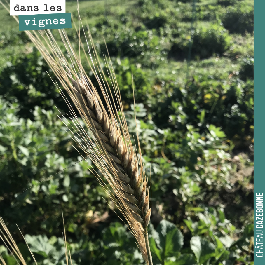 Une pousse de blés anciens, qui a regermé après la récolte du mois de juillet et qui nous donne un épi au cœur de l’hiver.
On vous souhaite une très bonne année 2020, sous le signe du vin !