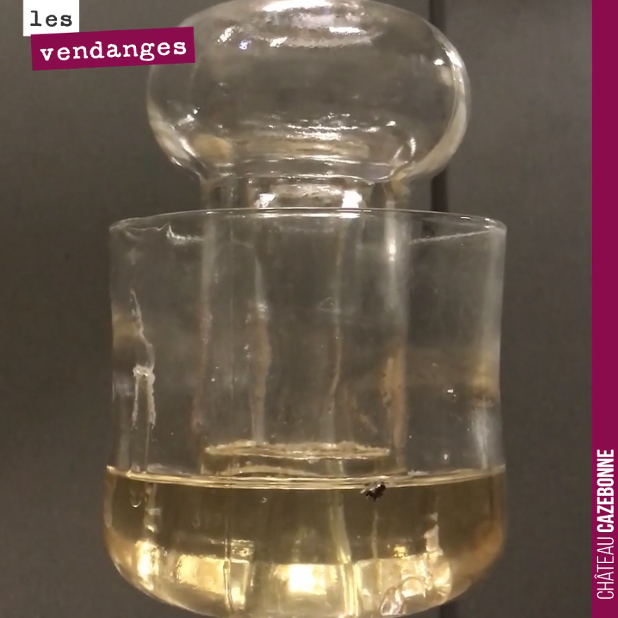 Quand on prélève un verre de vin dans l’amphore !