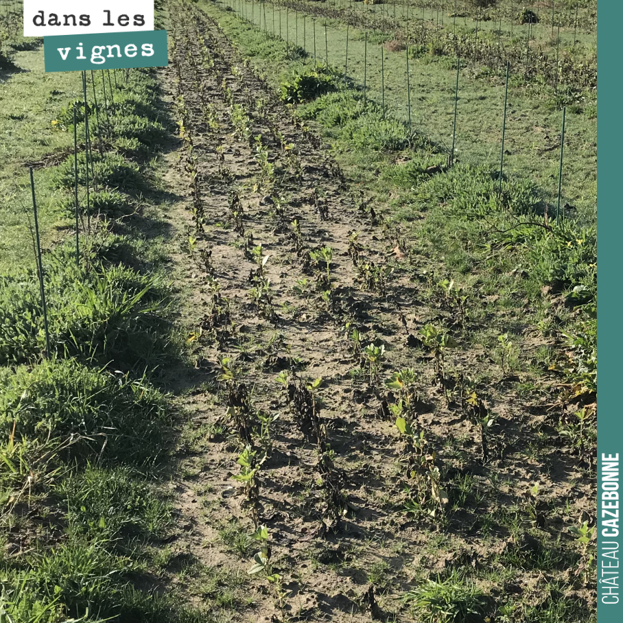 Sur cette partie de la plantation, l’eau s’est accumulée après les pluies. Les fèveroles ont dépéri avec des feuilles noircies. Les semis étaient beaux ici, mais ces sols travaillés pour les planta...