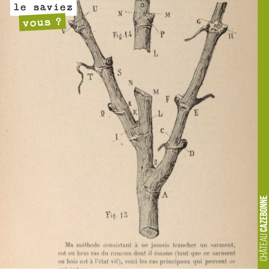 Dans son ouvrage 'D'une cause de dépérissement de la vigne et des moyens d'y porter remède (1887), R Dezemeiris élabore une théorie de taille très innovante.
Taille sur le diaphragme du bourgeon s...
