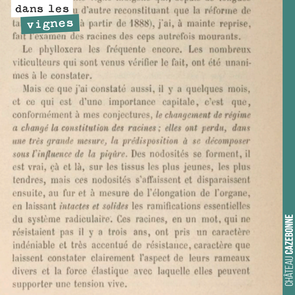 R. Demeizeris constate en 1888 que la résistance de la vigne au phylloxéra est améliorée si la taille a été effectuée dans les règles de l'art.
Certainement à méditer aujourd'hui, où les maladies ...