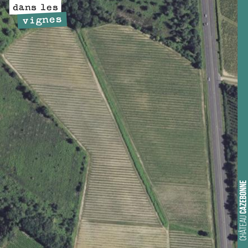 Notre îlot de Peyrous sur la commune de Mazères. 7 hectares d'un seul tenant dont un parcelle de Merlot datant de plus de 50 ans. UN petit trésor sur des graves avec des lentilles d'argile qui perm...