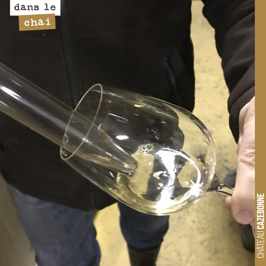 Toujours déguster...
Ici nos sémillons de la parcelle de Bouché élevés en barriques de chêne.