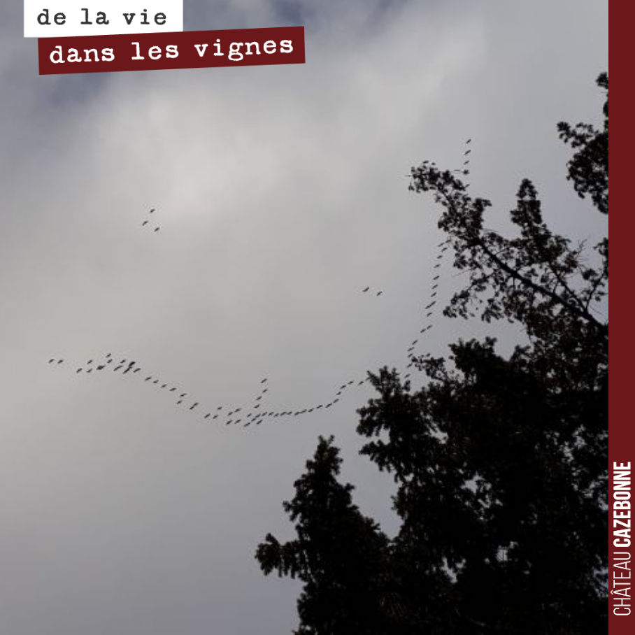 Les grues redescendent comme si l’hiver était déjà terminé.
Jamais un très bon signe, si tôt sans l’année.