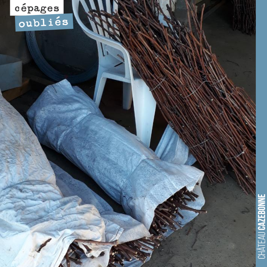 Nos fagots de bois de mancin sont triés et prêts pour le surgreffage de printemps.
On va les laisser en chambre froide pour les conserver dans les meilleures conditions possibles.
On aura bientôt...