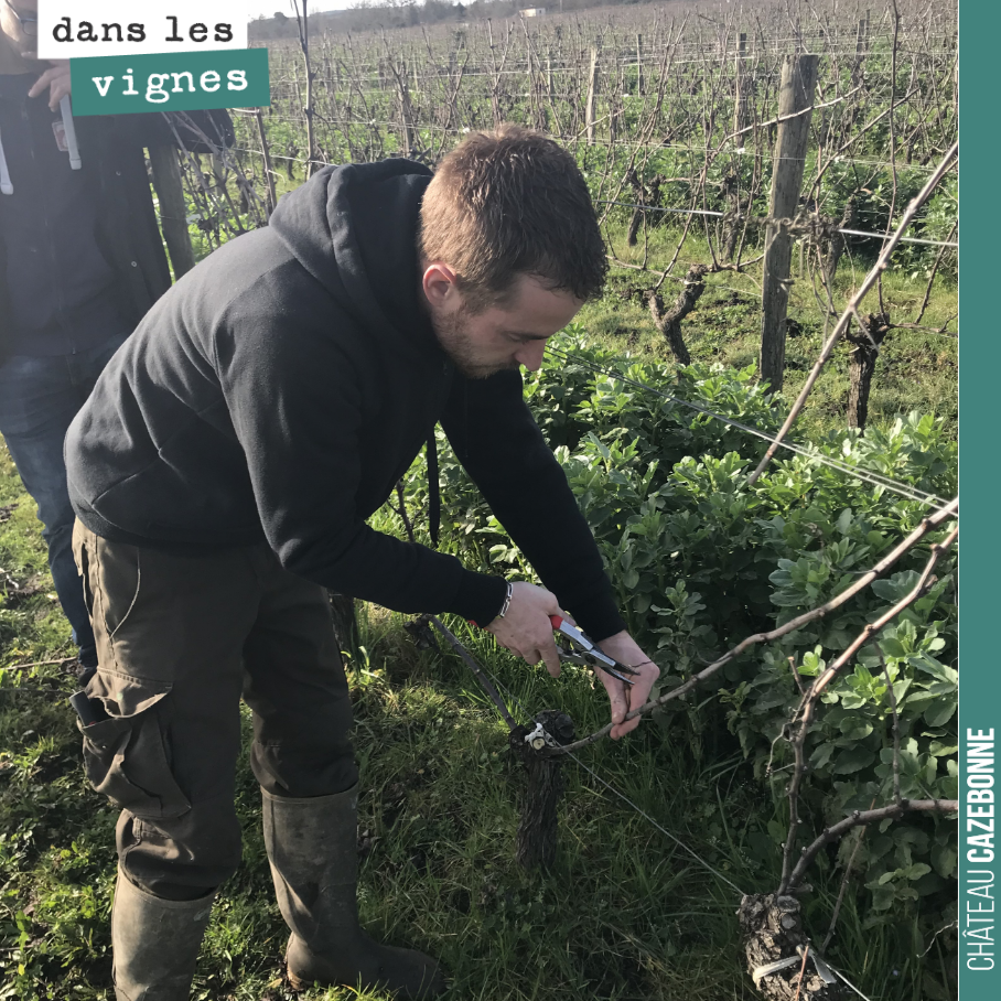 Benjamin à l’œuvre, en train de montrer aux Amis de Cazebonne, comment tailler un pied de vigne.