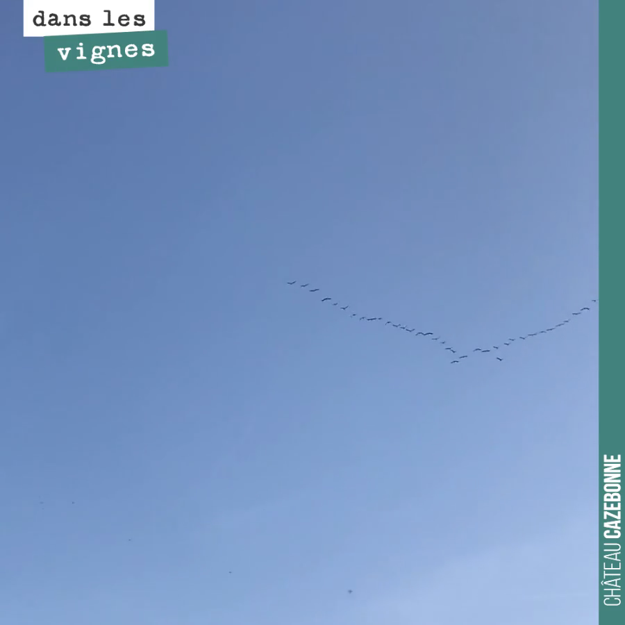 C’est le printemps, les grues remontent ... bien tôt.