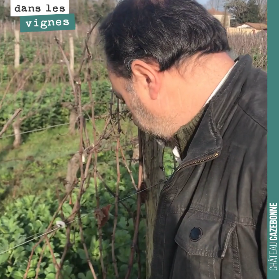 David nous explique comment tailler ce pied de vigne, un pied de semillon.