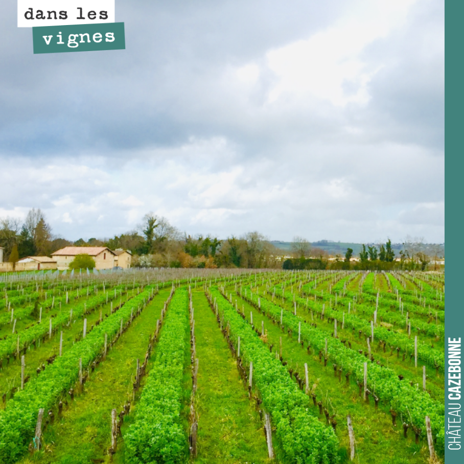 Vu magnifique sur les vignes et nos couverts végétaux depuis le bureau.
La vigne ne va pas manquer d’azote au printemps !