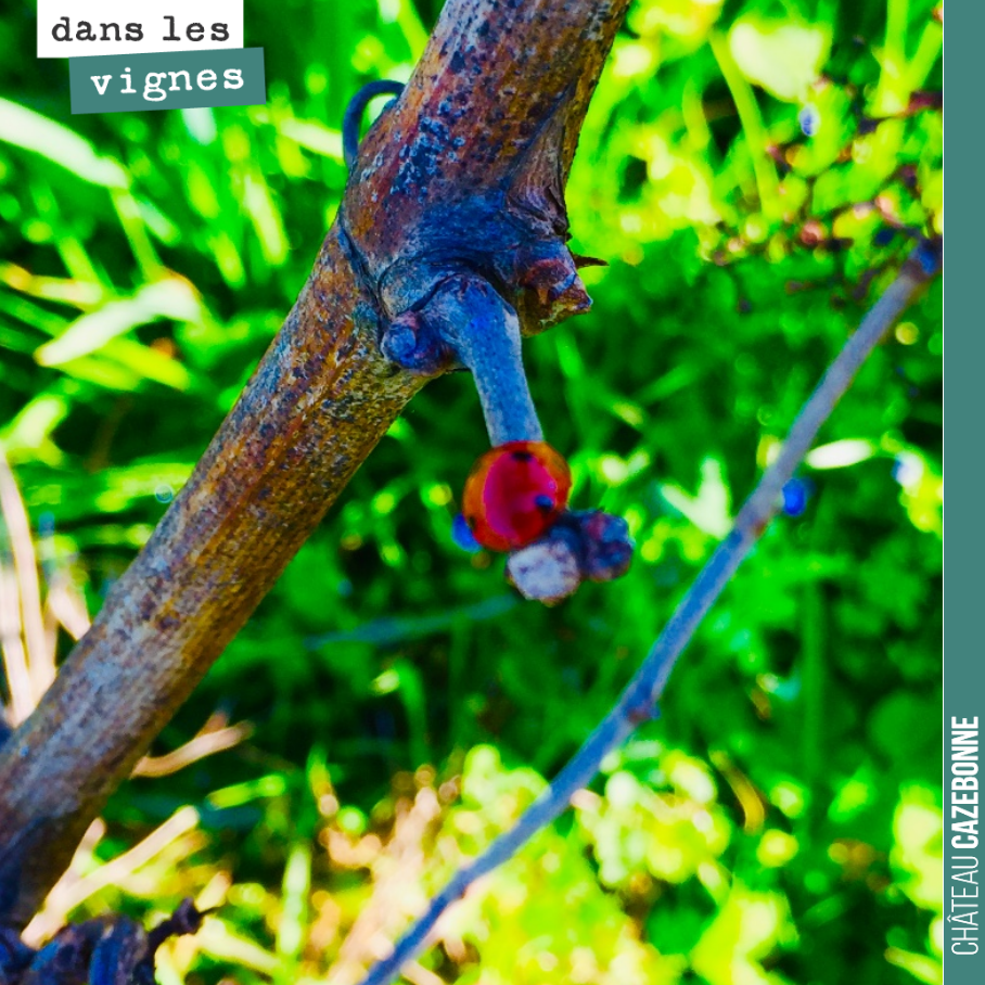 Premières coccinelles dans les vignes.