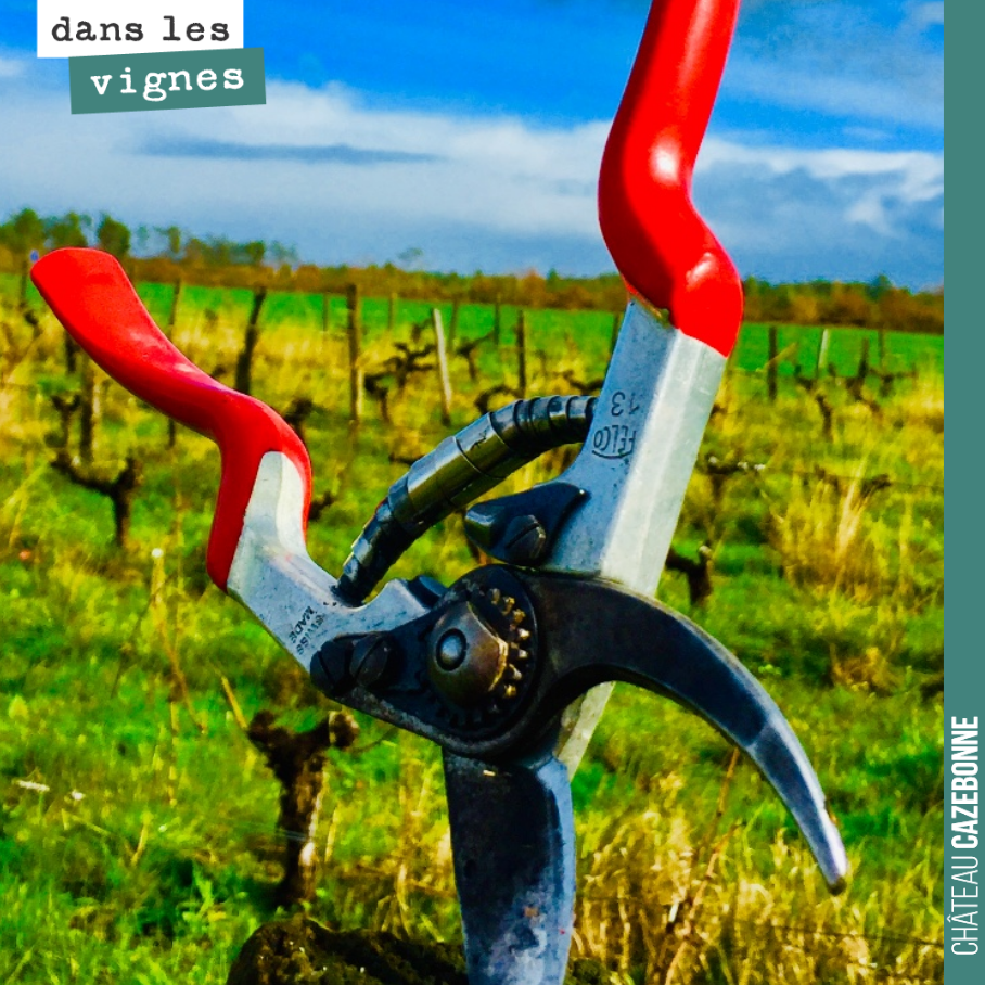 Le sécateur est bien guilleret dans les vignes aujourd’hui. La taille touche presque à sa fin !