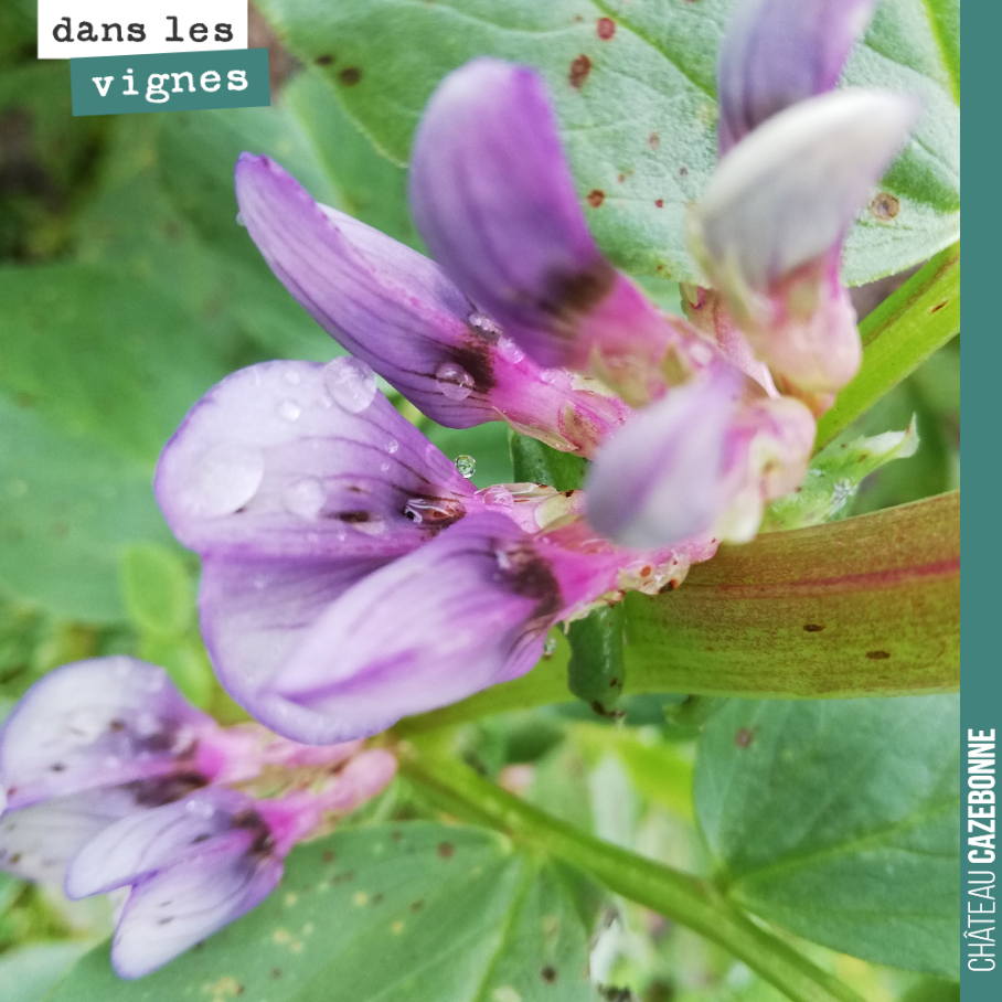 Les fèveroles sont en fleur. Il va bientôt être temps de les rouler. Cela nous permettra de créer une sorte de paillis et de conserver toutes l’azote accumulée dans le sol. Si on attend, la plante ...