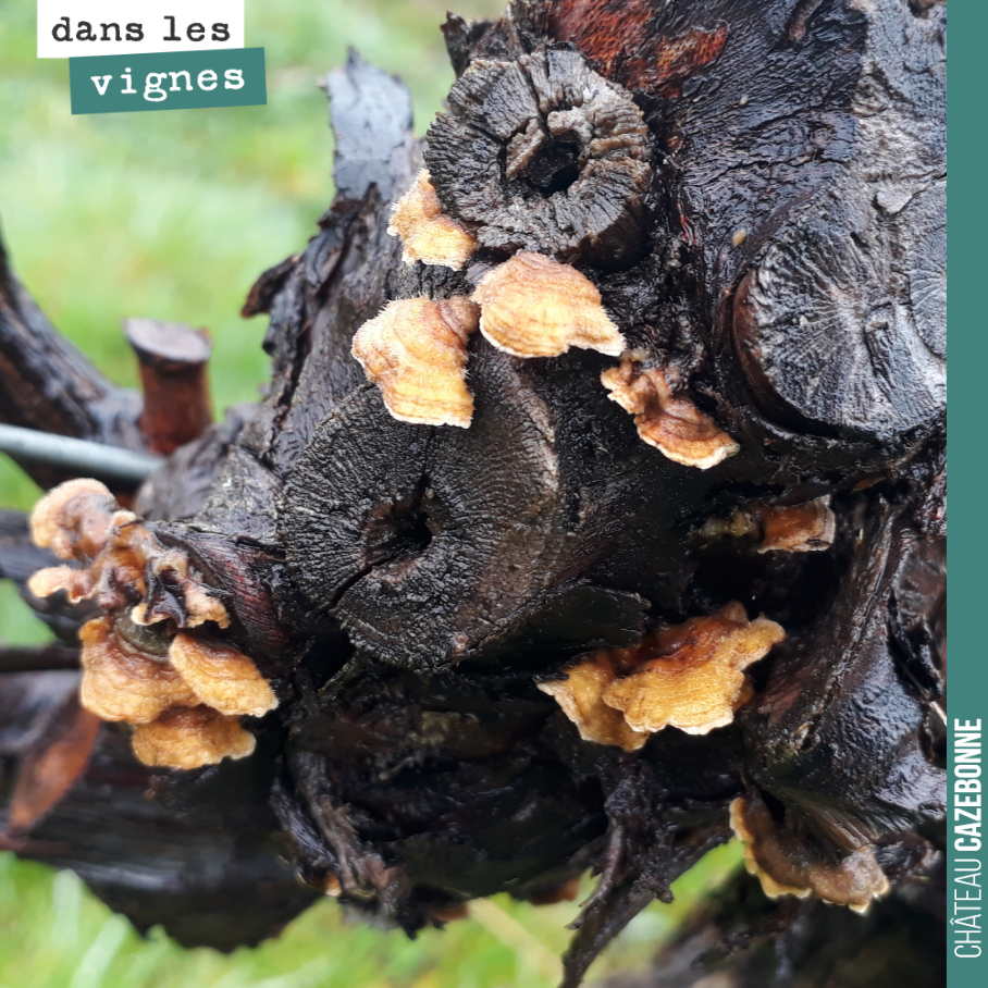 Champignons sur les bois morts de ce vieux pied de vigne. Il faudra que l’on repasse nettoyer ce pied et couper les bois morts.