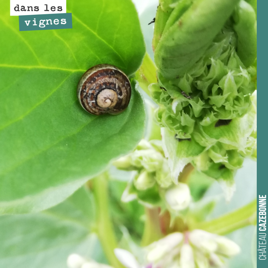 Petit escargot (tout chaud) dans les fèveroles !
