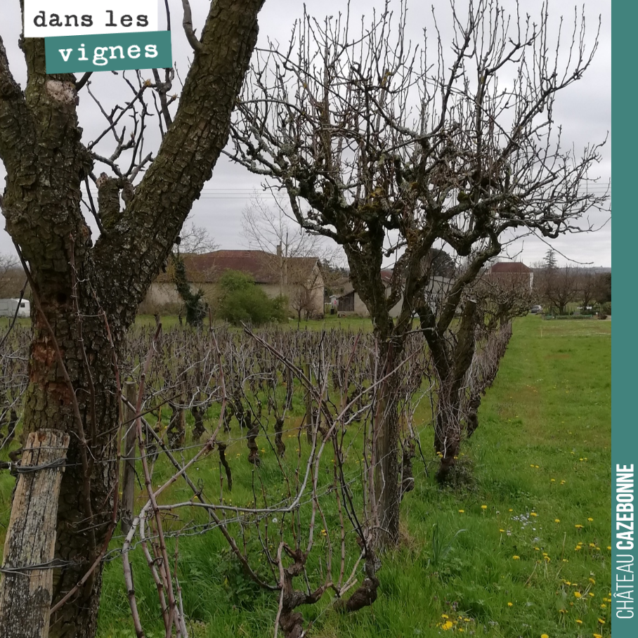 Quelques fruitiers au milieu des vignes de Mounissens, agroforesterie avant l’heure ! Parce que les fruitiers n’étaient jamais loin des vignes autrefois. La joualle permettait d’alterner vignes, fr...